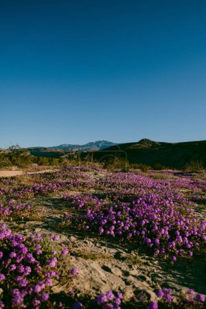 Téléchargez les photos : Fleurs de verveine de sable violet à Anza Borrego - en image libre de droit