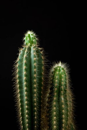 Téléchargez les photos : Petit cactus et fond noir. - en image libre de droit