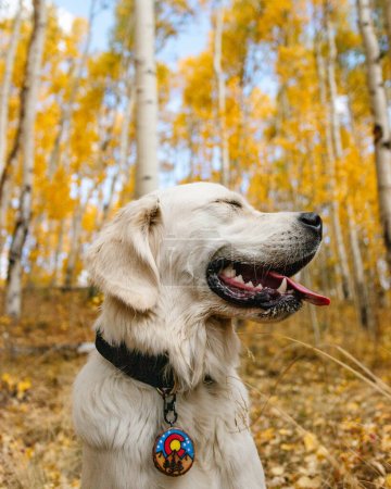 Photo for Young Golden Retriever Smiling in Yellow Colorado Aspen Trees - Royalty Free Image