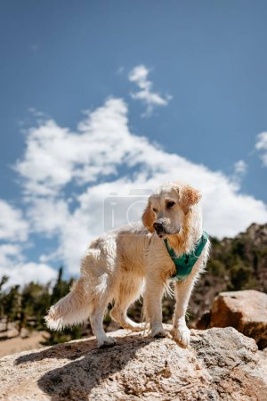Téléchargez les photos : Chien Golden Retriever crème humide debout sur le rocher sur la montagne Colorado - en image libre de droit