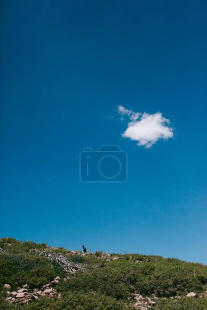 Photo for Boy hikes on a hill with bushes, rocks and blue sky in summer - Royalty Free Image