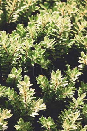 Téléchargez les photos : Photo rapprochée du buisson avec des plantes vertes - en image libre de droit