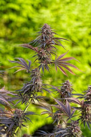Téléchargez les photos : Plants de cannabis blanc de baies à fleurs - en image libre de droit