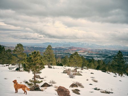 Téléchargez les photos : Golden retriever debout et regardant hors cadre dans un paysage enneigé - en image libre de droit