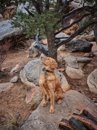 Photo for Golden retriever looks up while sitting on a rock near a tree - Royalty Free Image
