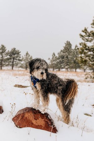 Aussiedoodle Wandern im Winter in Boulder Colorado im Blizzard