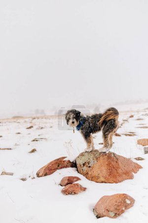 Aussiedoodle Dog Wandern im Winter im Boulder Colorado Park