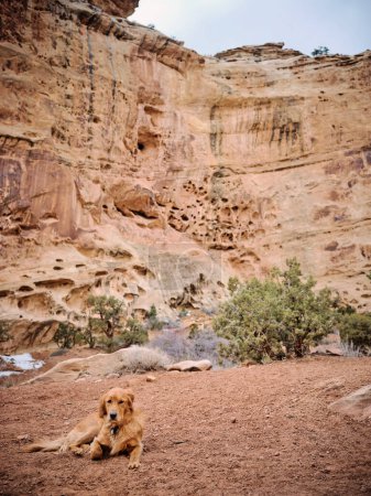 Photo for A golden retriever laying on the ground in a slot canyon in Utah - Royalty Free Image