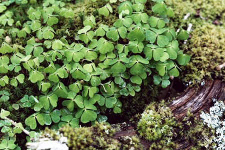 Photo for Clovers and moss on log - Royalty Free Image