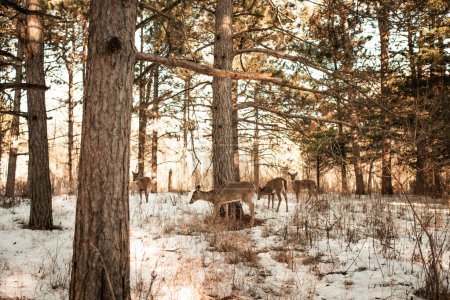 Foto de Manada de ciervos en el norte de Illinois en un bosque nevado de pinos - Imagen libre de derechos