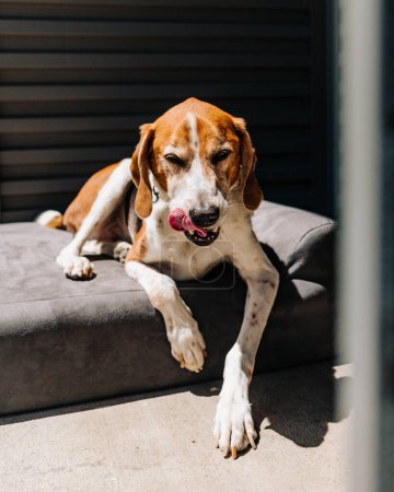 Téléchargez les photos : Vieux chien américain senior Foxhound léchant ses lèvres sur le lit au soleil - en image libre de droit