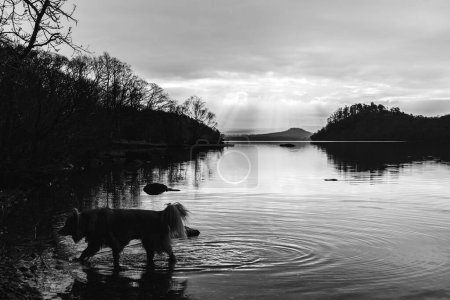 Photo for Dog walks in shallow lake water - Royalty Free Image