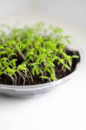 Photo for Tomato Seedling Sprouting on Kitchen Counter in Plastic Tupperware - Royalty Free Image