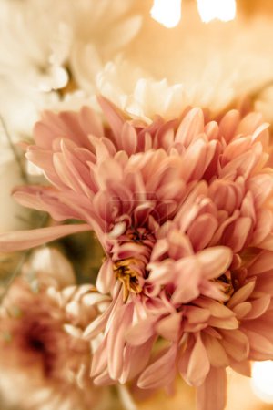 Téléchargez les photos : Chrysanthèmes rose doux dans une lumière douce et chaude - en image libre de droit
