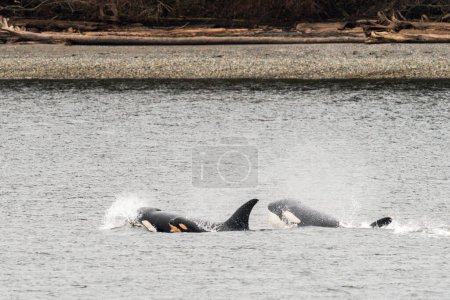 A killer whale pod surfaces with a newborn calf