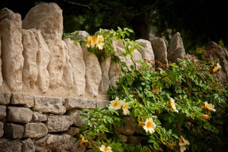 Foto de Cascada de rosas sobre una antigua muralla de textura atemporal, Provenza, Francia - Imagen libre de derechos