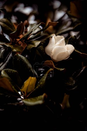 Foto de Flor blanca única entre hojas húmedas y oscuras - Imagen libre de derechos