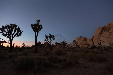Foto de Crepúsculo desciende sobre un tranquilo árbol de Joshua desierto - Imagen libre de derechos