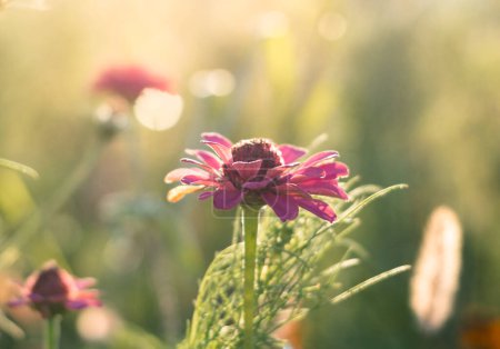 Téléchargez les photos : Zinnia rose fleurissant dans la lumière douce du matin - en image libre de droit
