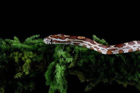 Foto de Una serpiente de maíz resbaló en una rama de árbol - Imagen libre de derechos
