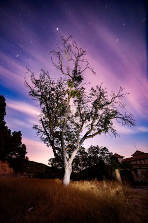 Majestätischer Nussbaum mit Sonnenuntergang und Sternenpfaden
