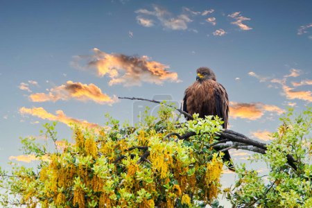 Black Kite or Milvus migrans  perched on a branch