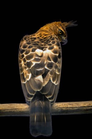 Foto de Águila halcón de Java en rama - Imagen libre de derechos