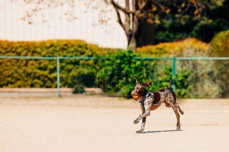Jeune chien pointeur courir avec boule d'orang dans la bouche