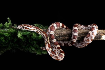 Téléchargez les photos : Un serpent de maïs glissé sur une branche d'arbre - en image libre de droit