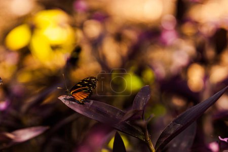 Photo for Butterfly on purple leaf with golden light bokeh - Royalty Free Image