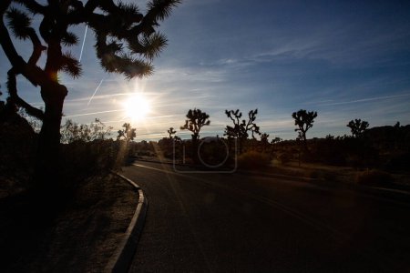 Téléchargez les photos : Des éruptions de soleil sur une route déserte parmi les arbres Joshua - en image libre de droit
