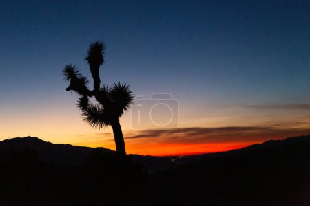 Fiery sunset silhouette of a lone Joshua tree
