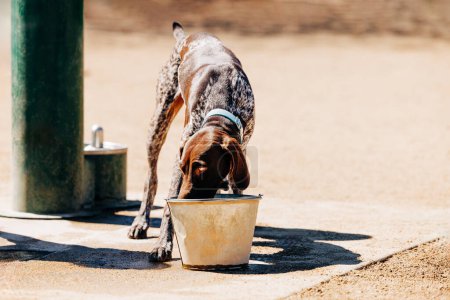 Foto de Joven puntero cachorro agua potable de cubo en parque de perros - Imagen libre de derechos