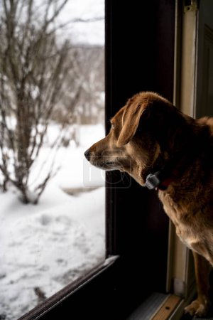 Foto de Brown Hound Dog mirando por la ventana brillante en invierno - Imagen libre de derechos