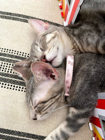 Téléchargez les photos : Chatons câlins dans un sommeil doux - en image libre de droit
