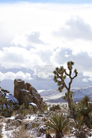 Foto de Sunlit Joshua Tree en medio de un paisaje nevado del desierto - Imagen libre de derechos
