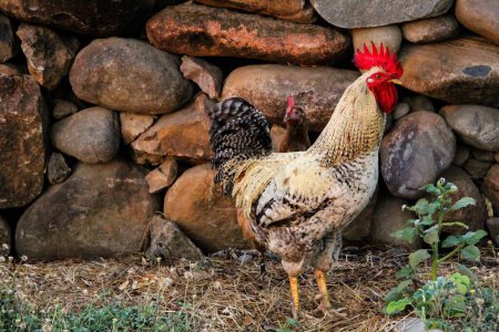 Photo for Vibrant Rooster Next to Rocks - Royalty Free Image