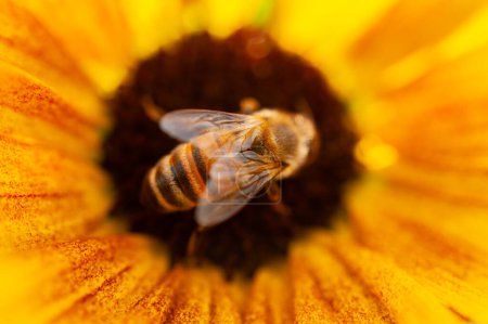 Close up and detailed view of a honeybee pollinating a sunflower
