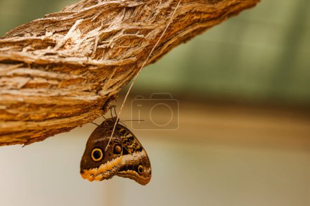 Owl butterfly mimics woodland textures on branch