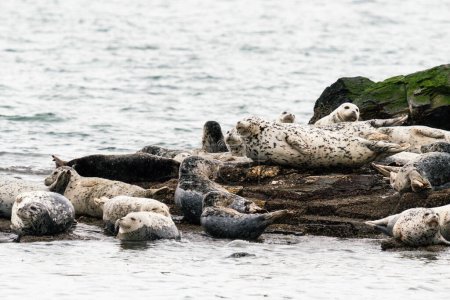 Cropped view of a colony of seals resting in the Salish Sea