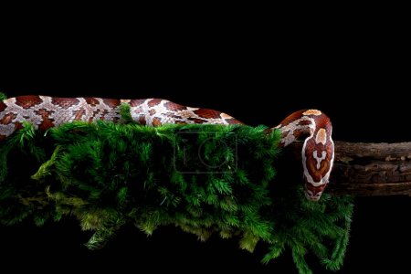 un serpent de maïs glissé sur une branche d'arbre
