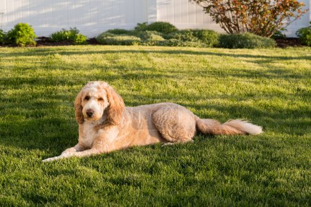 Fluffy Bernedoodle perro tendido en la hierba