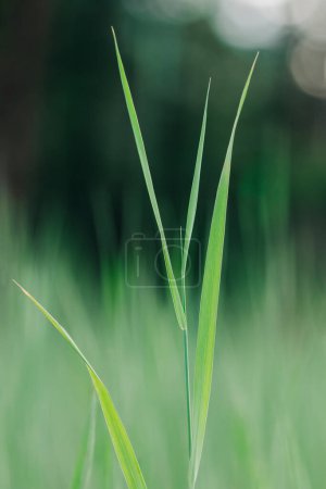 Close up of green blades of grass against blurry background