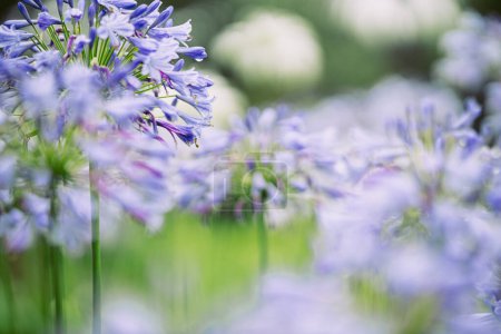 Agapanthus blooms with a soft, ethereal backdrop