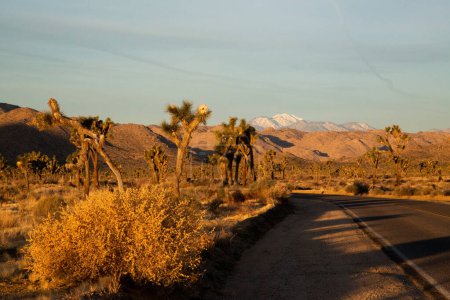 Téléchargez les photos : Lever de soleil doré sur la route au milieu des arbres Joshua et des montagnes. - en image libre de droit