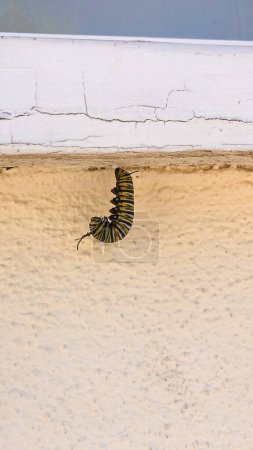 Photo for Monarch caterpillar in the midst of pupation - Royalty Free Image