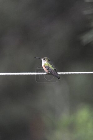 Colibrí solitario posado con gracia sobre una cuerda delgada