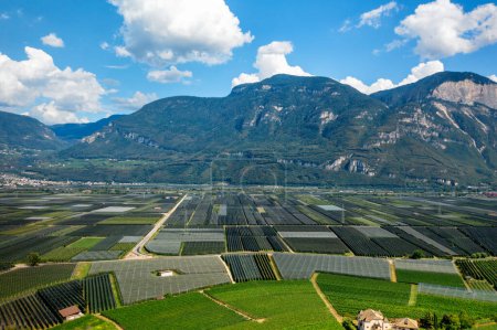 Téléchargez les photos : Drone vue aérienne des champs agricoles de vignes et de poires - en image libre de droit