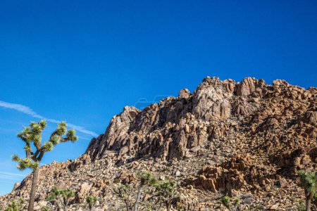 Foto de Árbol de Josué se levanta ante un fondo rocoso montañoso - Imagen libre de derechos
