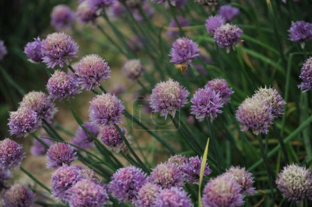 Lavender chive blossoms busy with pollinating bees